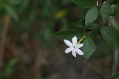 Jasminum cuspidatum